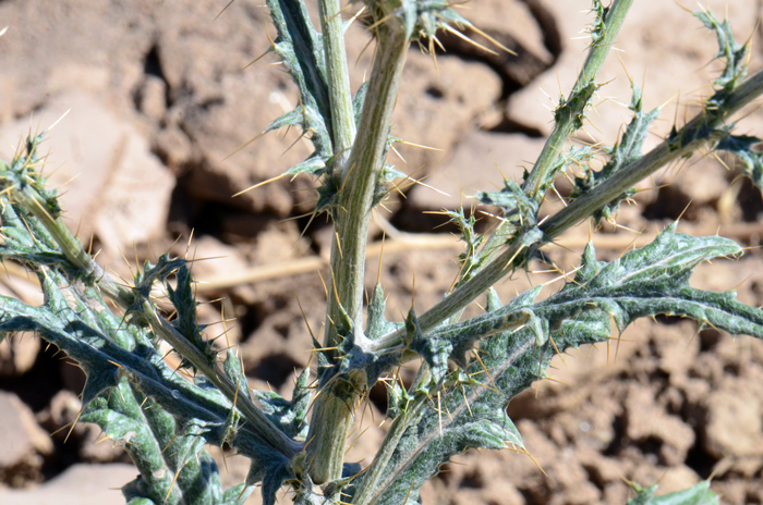 Mojave Thistle also call Virgin Thistle has green leaves up to 24 inches (60 cm) at the base of the plant that alternate along the stem. The overall shape is oblong-elliptic to oblanceolate, the leaves are toothed and deeply lobed; main spines are slender to stout. Cirsium mohavense